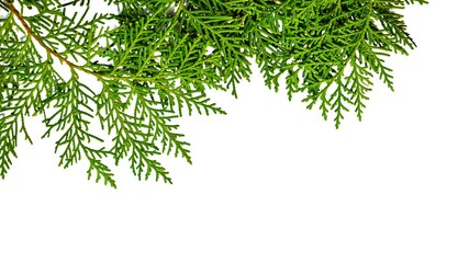 Christmas frame of fir leaves on white background. Concept of Chritsmas or New Year