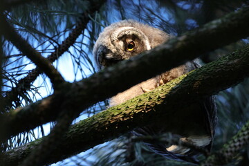 young long-eared owl