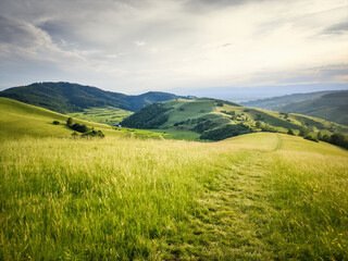 Fototapeta na wymiar green meadow with path to the horizon