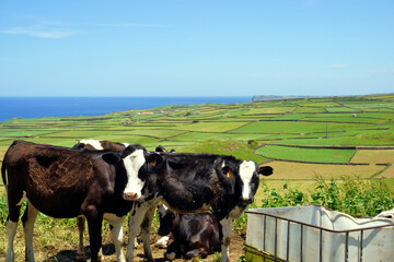 Cattle grazing on Fajazinha fault, Terceira, Azores islands, Portugal