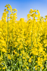 Obraz premium Canola flower fields in rural France