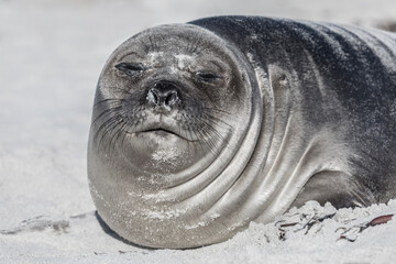 Southern Elephant Seal - weener pup snoozing