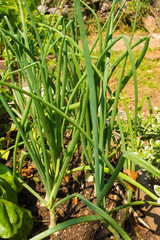 Obraz premium Onions growing in a raised bed in Friuli-Veneza Giulia, north east Italy 