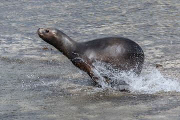 Southern Sea Lion youngster running away