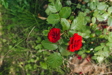 Two large, beautiful, blooming red roses with green leaves grow in the garden close-up. Garden flowers for sale and gifts.