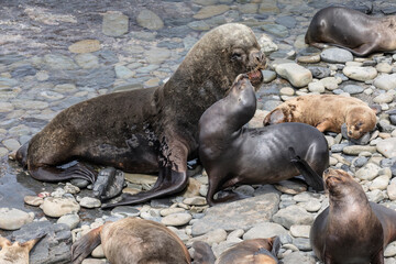 Fototapeta premium Southern Sea Lion bull interacting with females