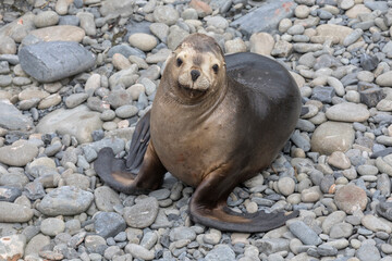 Naklejka premium Southern Sea-lion female