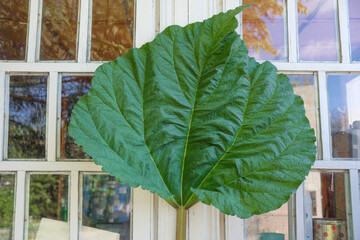 Big rhubarb leaf on the background of a village house in Ukraine. Copy space. 