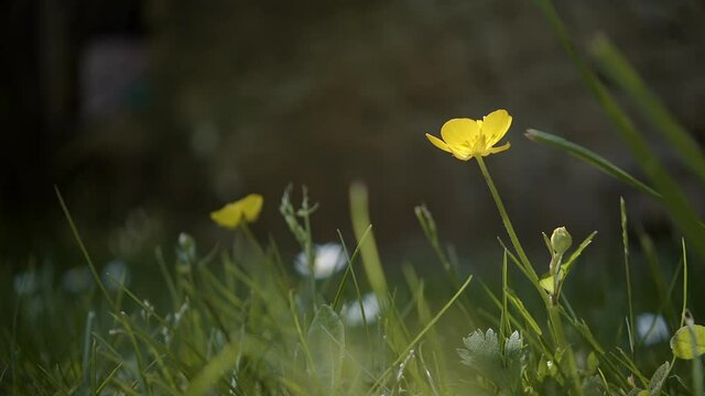 Dramatic push to yellow flowre in field as shadows pass, macro zoom
