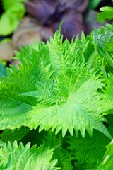 Green and purple shiso perilla herb growing in the garden