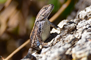 fence lizard on a log