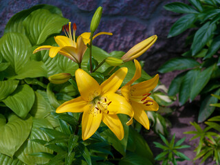 Lilies in the front garden