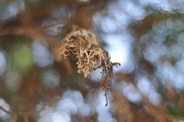 Selected focus of fir branch with bokeh background. Defocused christmas background
