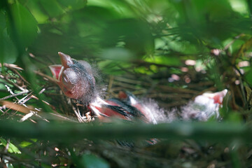 A newborn Northern Cardinal chick bird in the nest