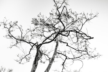 branches of a tree in minimalistic white background