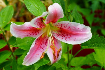 Fragrant Stargazer pink Asiatic lily flower in bloom