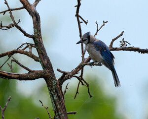 blue jay looking down