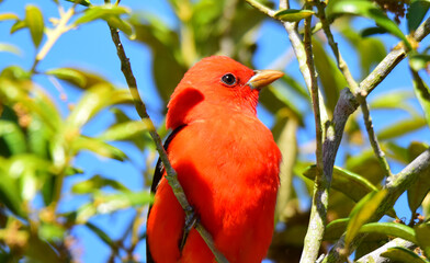 scarlet tanager