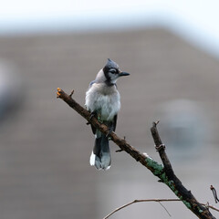 Suburban blue jay