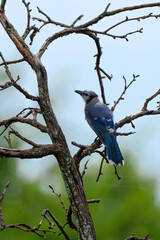 Blue Jay