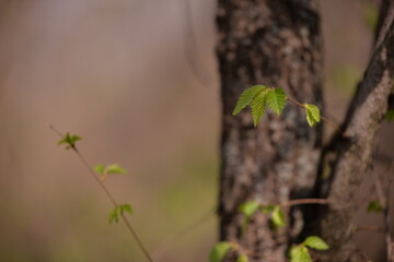 Fagus sylvatica in spring time. beech leaf in the forest