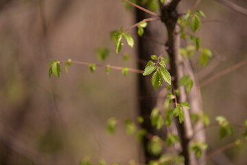 Fagus sylvatica in spring time. beech leaf in the forest