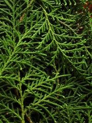 Fir leaves isolated on black background