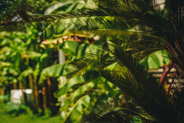 Green palm trees on sunset.