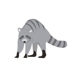 Racoon Illustration