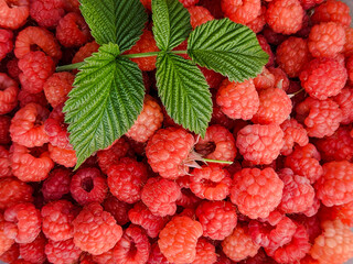 Ripe red raspberries on a summer day