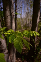 Fagus sylvatica in spring time. beech leaf in the forest