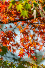 Rote Ahorn Blaetter im Herbst im Gegenlicht gesehen, Hakone, Japan