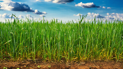 Green wheat field and blue sky with clouds