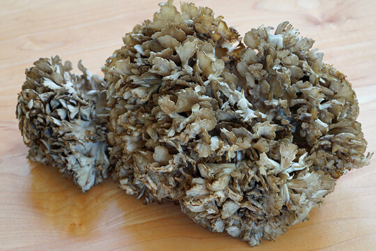 Fresh hen-of-the-wood maitake mushrooms (grifola frondosa) at the farmers market