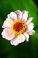 Colorful pink and orange zinnia flowers in summer