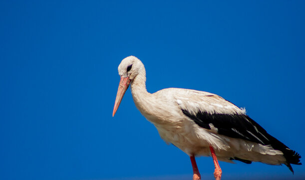 Whote Stork On Blue Shy Background.