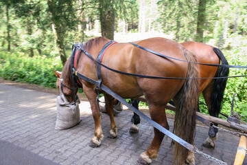 Carriage with horses near Morskie oko in Poland. Tatra Mountains National Park.Horse cart on the road to Lake Morskie Oko (Eye of the Sea Lake) from Palenica Bialczanska near Zakopane