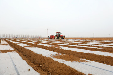 Farmers use plastic film to cover potatoes in the farm, LUANNAN COUNTY, Hebei Province, China