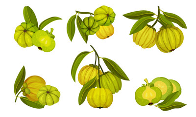 Garcinia Cambogia Fruit Looking Like Small Green Pumpkin Vector Set