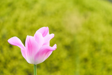 Obraz premium ピンク色の一輪のチューリップの花