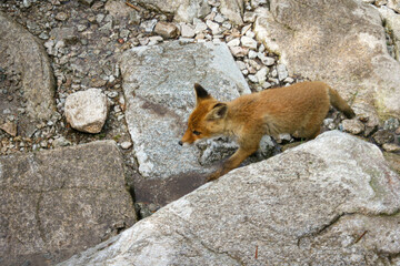 Young red fox on mountain valley in Poland. Baby lonley and lost animal.