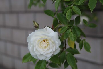 White Rose