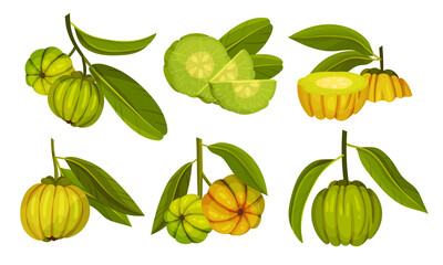 Garcinia Cambogia Fruit Looking Like Small Green Pumpkin Vector Set