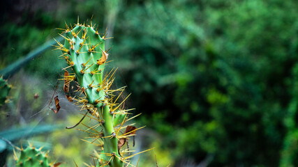 canary prickly pear in gran canaria