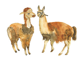 Obraz premium Alpaca and baby llama animals isolated on white background. Hand drawing illustration of cute animal with brown wool. Perfect for children design, cover, animalistic print, poster.