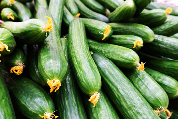 Harvest of green cucumbers. Close-up