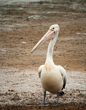 A Pelican Just Waiting Around