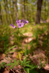 Cardamine bulbifera in the forest in blooming time