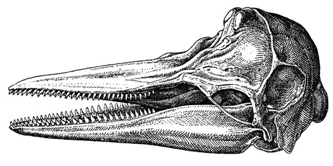 Schädel vom Delfin © imipolex