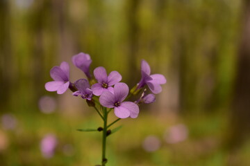 Cardamine bulbifera in the forest in blooming time